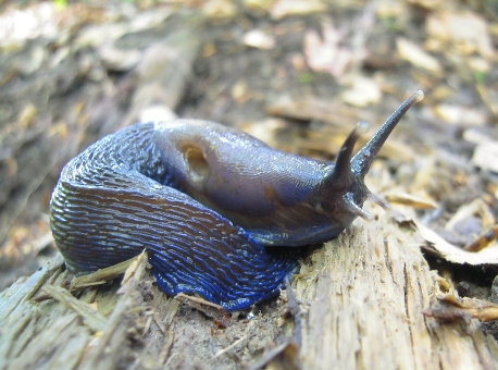 Carpathiun blue slug