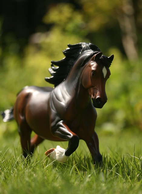 EA Fantastic Mr Copperfox - Welsh Cob - stallion - OF - EG9