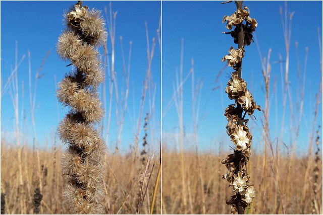 the same stem shown twice, before and after collecting seeds