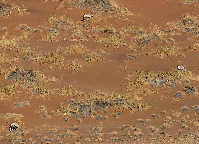 Desierto del Namib - NAMIBIA & KRUGER por libre: 21 días Very WILD (33)