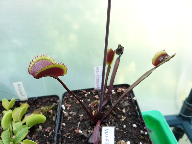 Dionaea muscipula 'Red piranha'