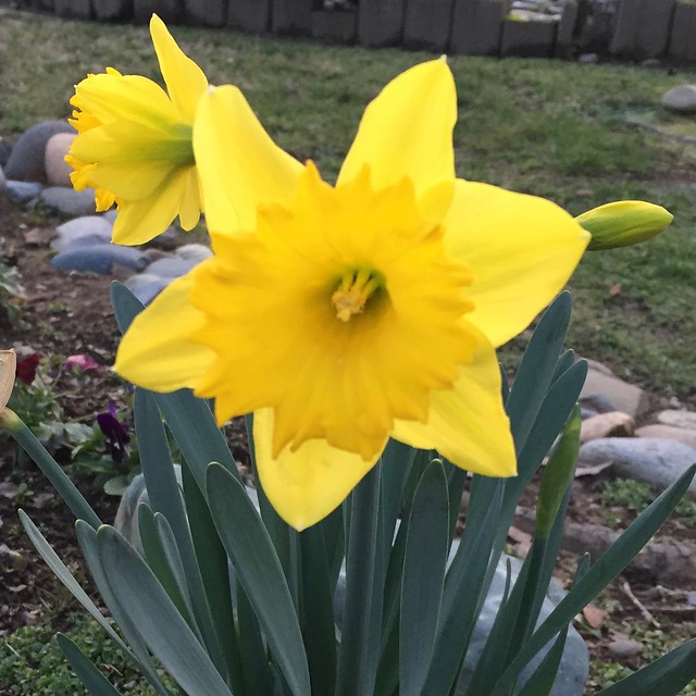 first daffodil