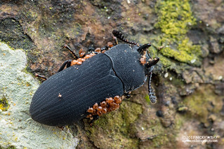 Darkling beetle (Cryphaeus gazella) - DSC_9293