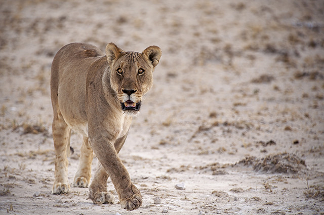 NAMIBIA & KRUGER por libre: 21 días Very WILD - Blogs de Africa Sur - Parque Nacional ETOSHA (12)