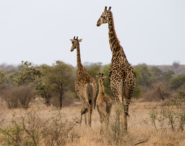 Parque Nacional KRUGER por libre (incluye vídeos) - NAMIBIA & KRUGER por libre: 21 días Very WILD (12)