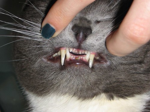 Poor Cat's Teeth This is what a feral cat's teeth look lik… Flickr