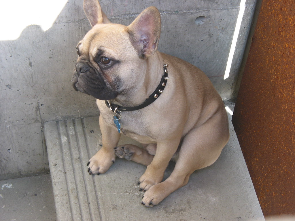 a french bulldog in san diego Dennis Yang Flickr
