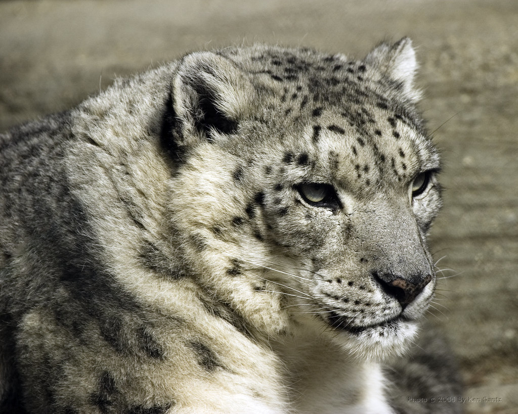Snow Leopard | I see spots before your eyes... | kgantz | Flickr