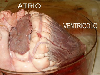 atrio e ventricolo dall'esterno di un cuore bovino