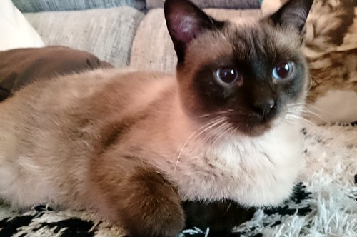 Sting, gato siamés de ojazos azules excelente compañero, nacido en Agosto´13, en adopción. Valencia. ADOPTADO. 18369121128_4b6d96849f