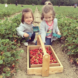Strawberry picking!