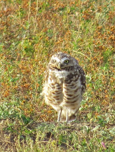 Burrowing Owl in The Badlands National Park in South Dakota 26