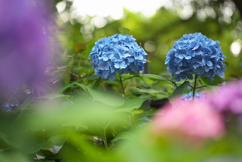 東京路地裏散歩 飛鳥山公園の紫陽花 2015年6月13日