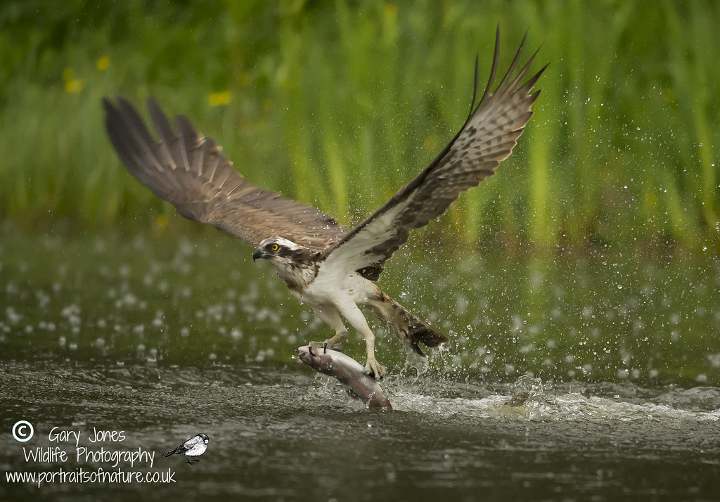 clearing the water