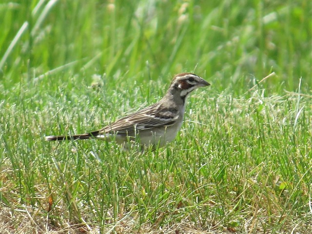 Lark Sparrow at Moraine View State Park in McLean County, IL 07