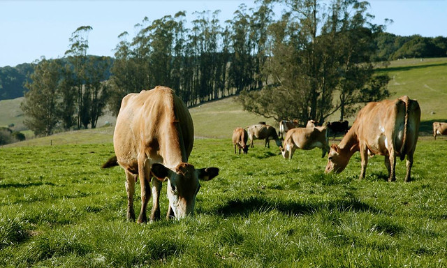 saint-benoit-cows