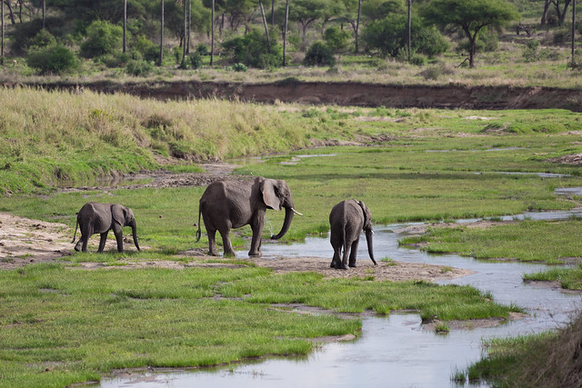 The Elephants of Tarangire
