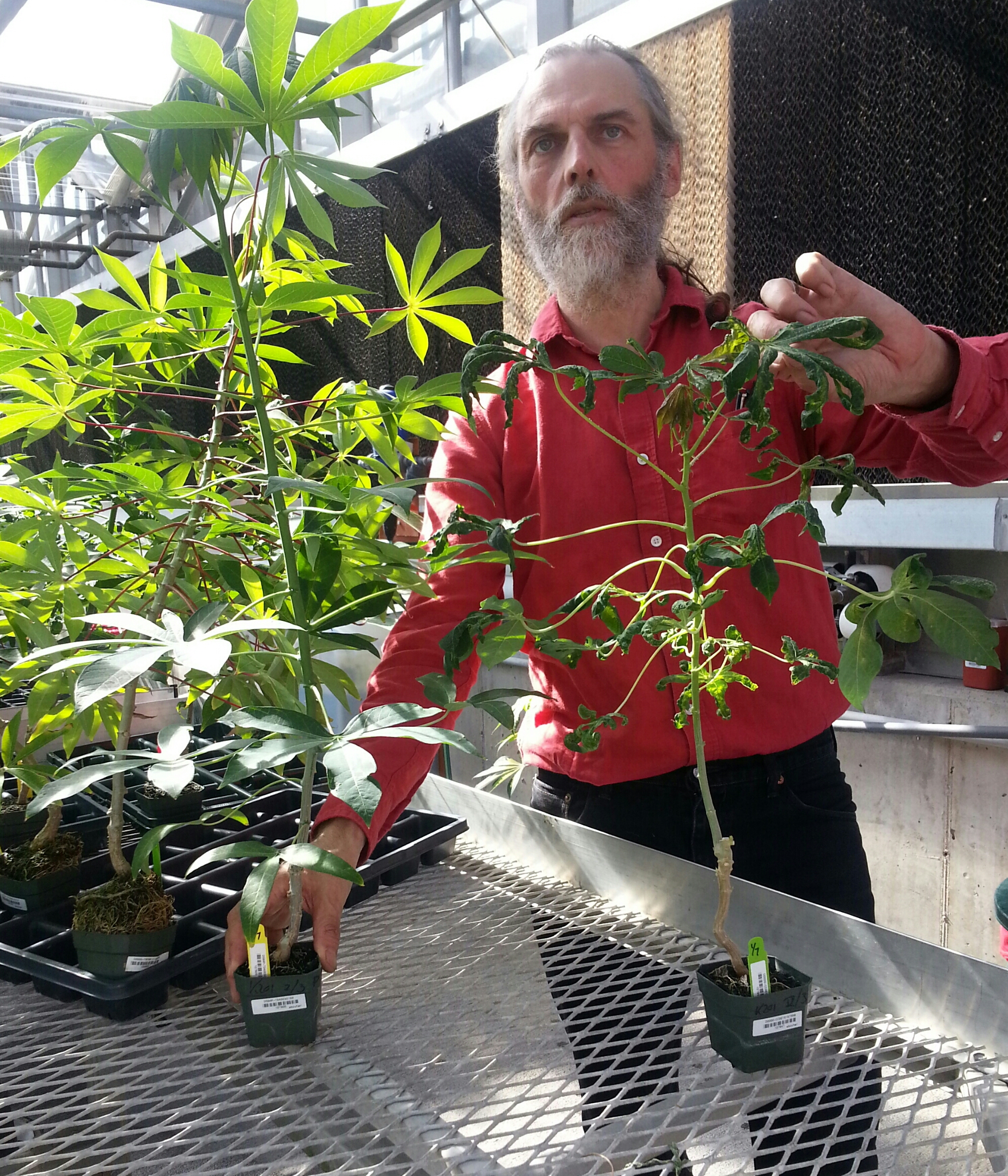 Photo of Nigel Taylor at Donald Danforth Plant Science Center