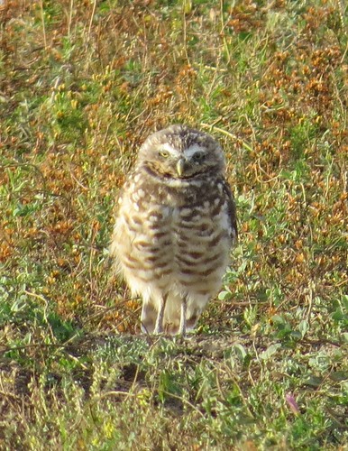 Burrowing Owl in The Badlands National Park in South Dakota 25