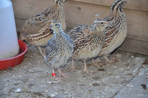 quail June 15
(1)