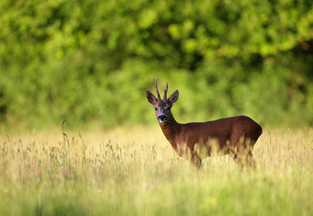Buck in Meadow