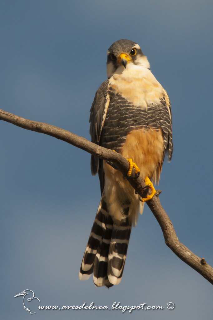 Kirikirí guazú (Aplomado falcon) Falco femoralis