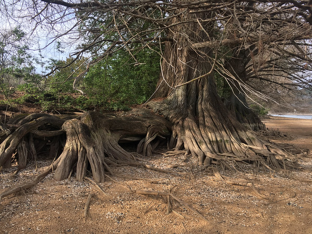 Cypress Tree Roots - 2