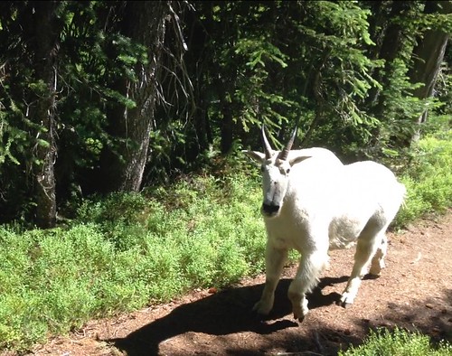 Mountain goat on the trail to Black Lake