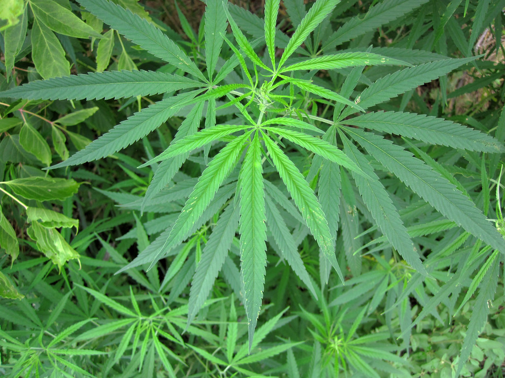 Cannbisplanten kan bruges til at lave medicinsk cannabis. Medicinsk cannabis kan blandt andet lindre kræft- og sklerosepatienters smerter. Foto: James St. John, Flickr.