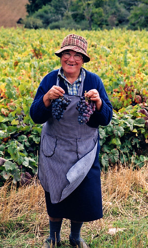 Old lady proudly shows off the grapes she's been picking in northern Portugal