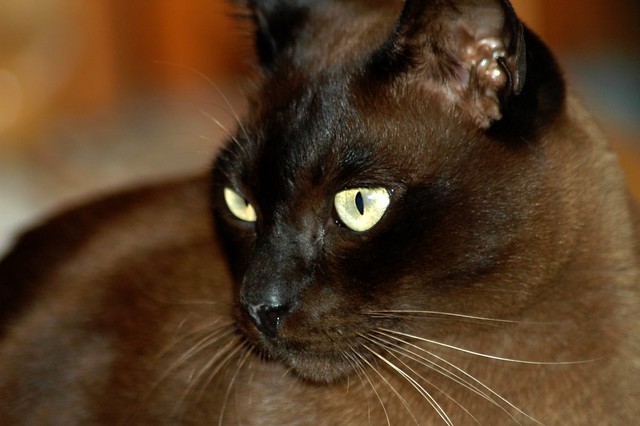 Charlie  Charlie is my mums cat. He is a Brown Burmese I be 