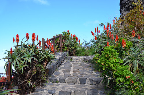Agave lined path, Erjos, Tenerife