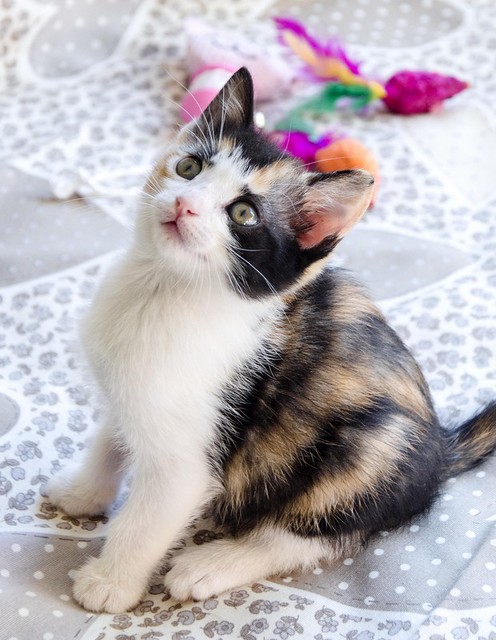 Xana, gatita tricolor calicó monísima muy dulce y juguetona, nacida en Noviembre´16, en adopción. Valencia. ADOPTADA. 32046174065_bbe902939b_z