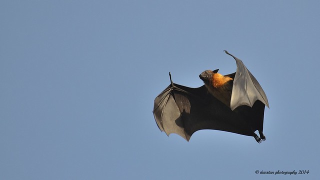?? ????? - Megabat in-flight (Image Two) Wildlife - Sri Lanka