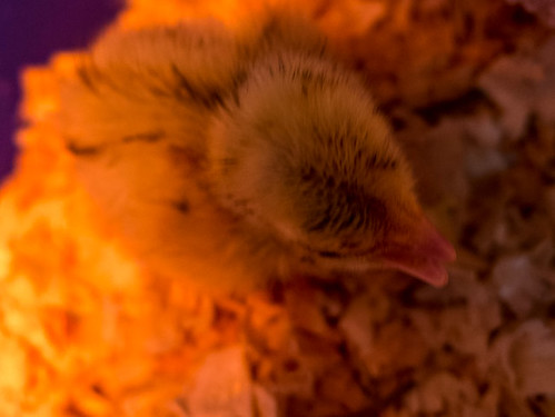 Disabled quail chick