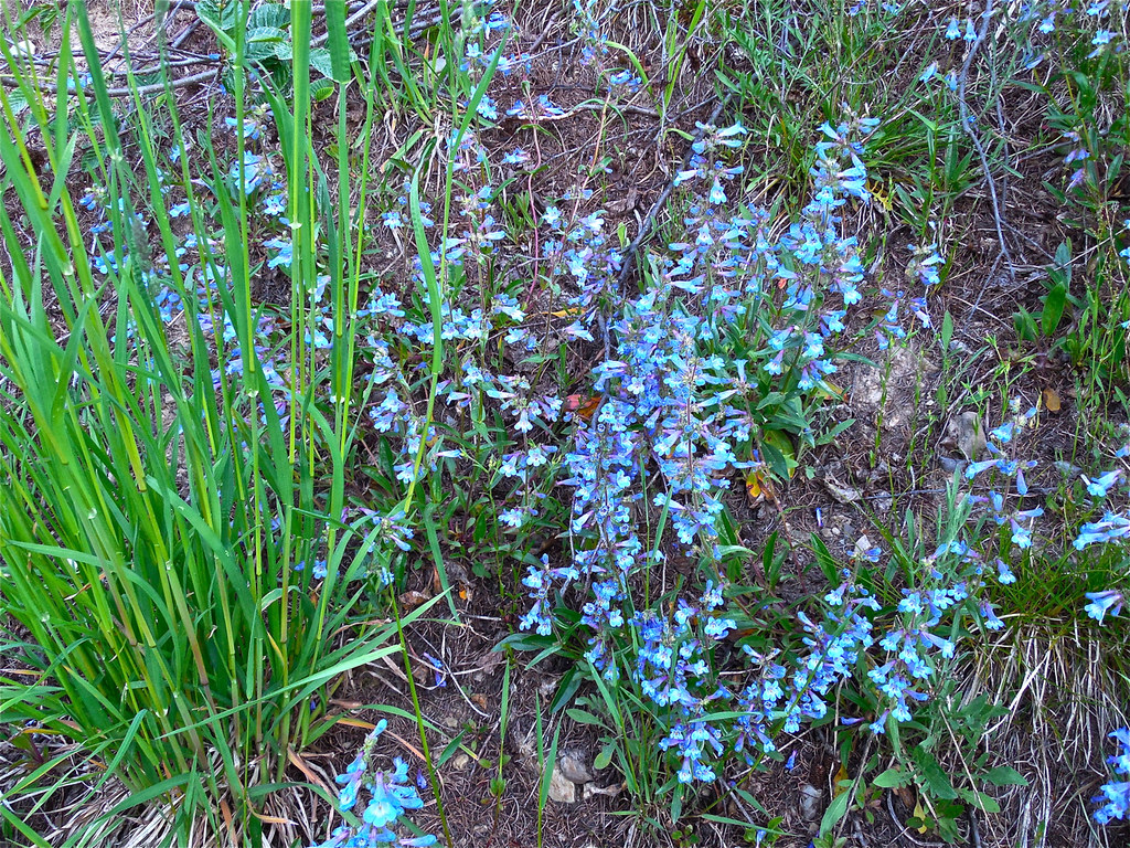 Penstemons