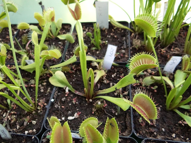 Dionaea muscipula 'Z04'