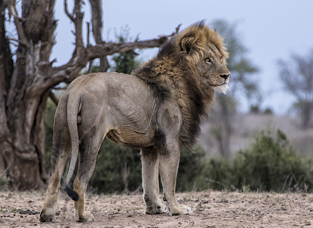 Parque Nacional KRUGER por libre (incluye vídeos) - NAMIBIA & KRUGER por libre: 21 días Very WILD (31)