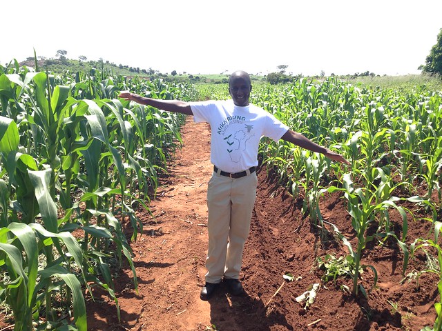 Mulundu Mwila, ZARI, standing in front of Gertrude Banda’s trial and showing the performance of conservation agriculture and conventional ridge tillage. Photo credit:Christian Thierfelder/CIMMYT
