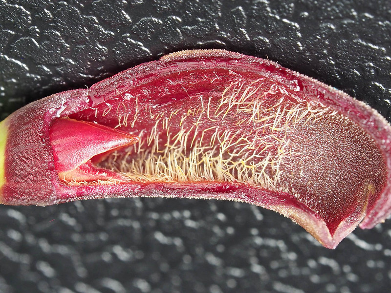 Acianthera bragae (interior of the calyx)