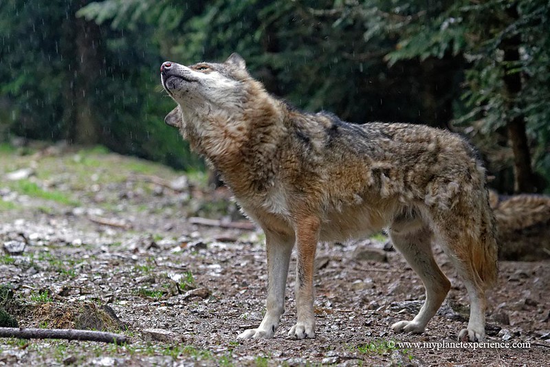 Gray Wolf / Canis lupus