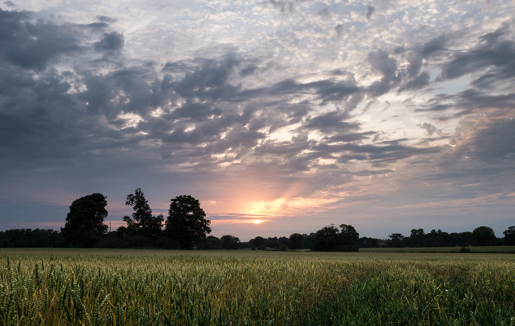 Sunset Wheat Field