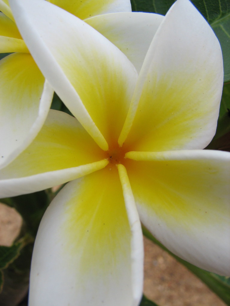 frangipani detail | Matthew Perkins | Flickr