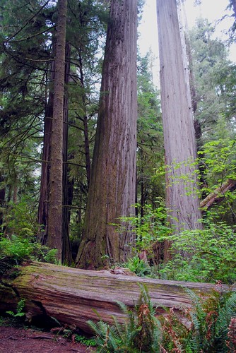 Criss Cross Redwoods