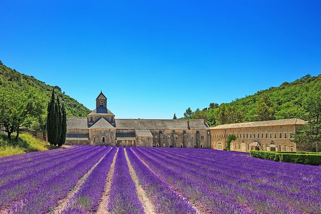 Lavender Field- Chateau France