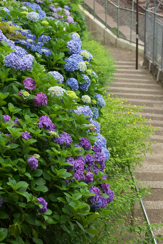 東京路地裏散歩 諏方神社のアジサイ 2015年6月14日