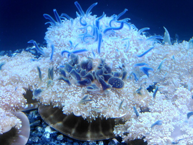 Upside Down Jellyfish