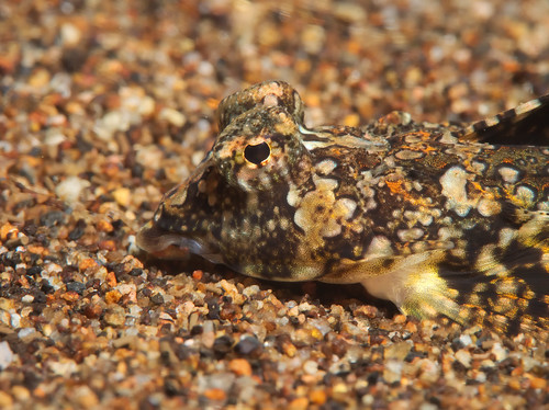 Dragonet in the Sand