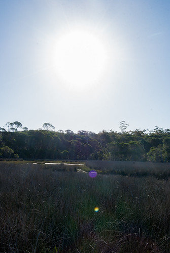 Wetland under afternoon sun