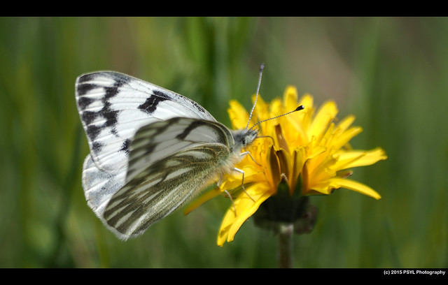 Unknown Marble Butterfly (Euchloe sp.)